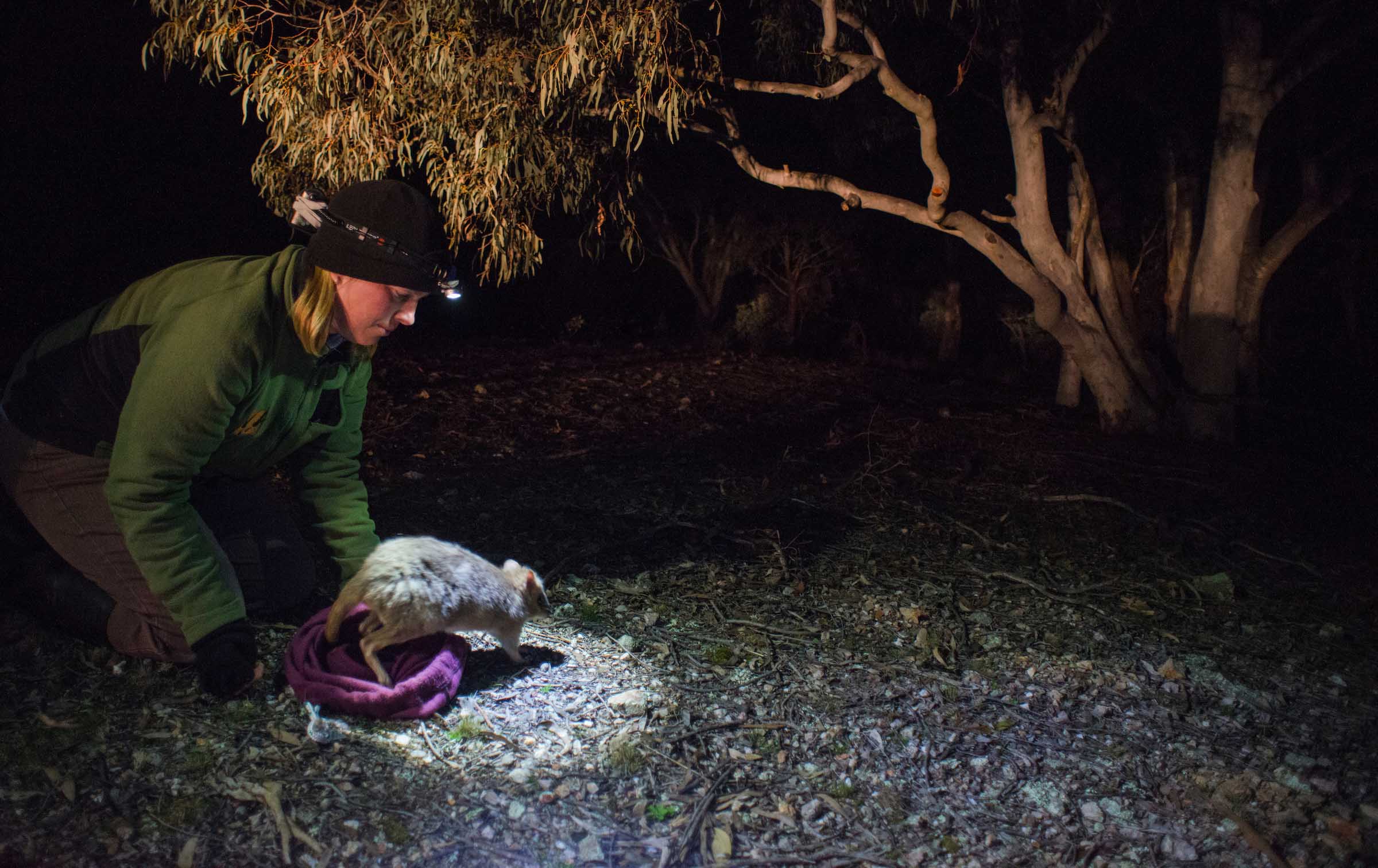 Bettong | Image by Lannon Harley