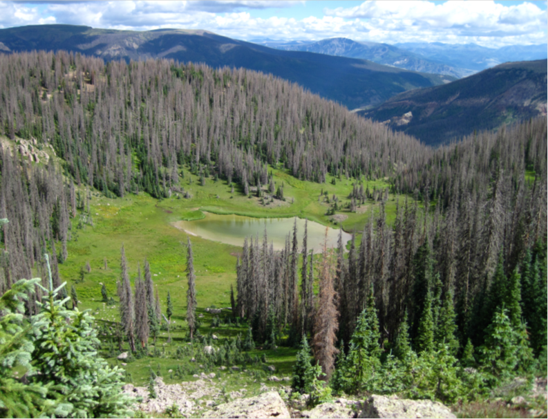 Photo Credit: Steve Wondzell, USFS Corvallis, OR