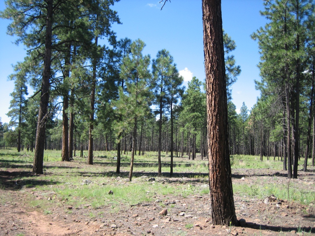 Photo credit: John Baily, Fire Ecologist, College of Forestry, Oregon State University.