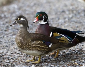 wood ducks