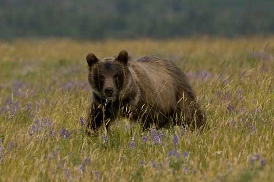 Grizzly bear, Waterton Lakes National Park. Photo by Rod Sinclair.