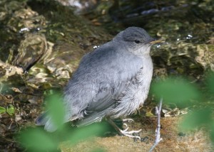 This is a water ouzel, for those less versed in wildlife than Justice Douglas. Photo by Erin and Lance Willett, used under Creative Commons licensing.