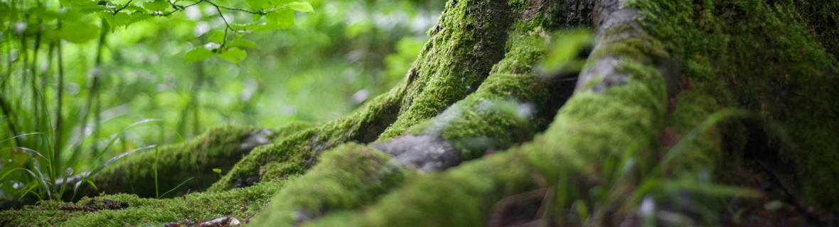 Roots of a tree covered in moss