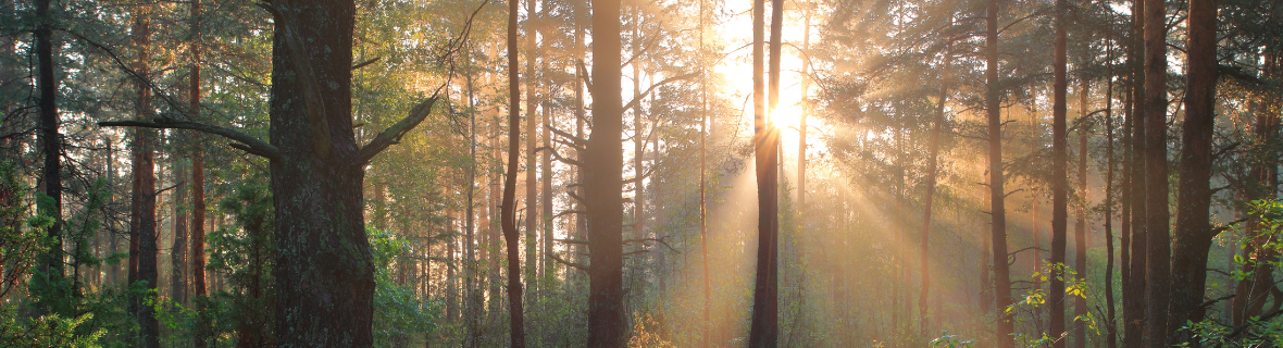 Sun dappled forest