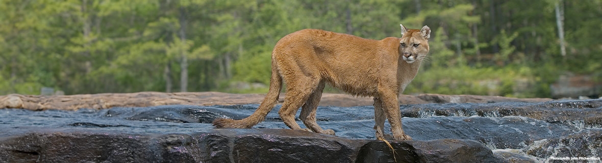 Island Press free summer read! The Cougar Conundrum:  Sharing the World with a Successful Predator by Mark Elbroch | Free wherever e-books are sold!