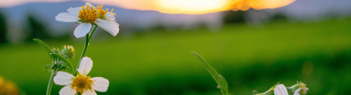 Flowers in front of a sunset