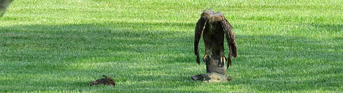 A high-tech taxidermy owl with a detachable head. Photo Courtesy of Cheryl Dykstra