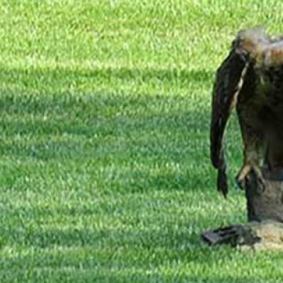 A high-tech taxidermy owl with a detachable head. Photo Courtesy of Cheryl Dykstra